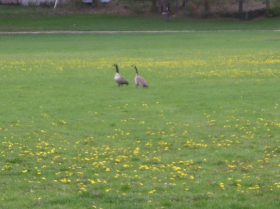 Even geese like Dandelions...