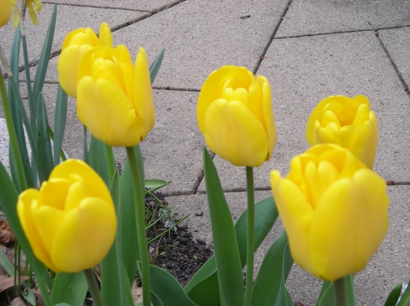 Tulips make the Spring in Southwest Michigan!