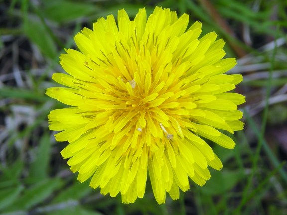 Dandelions up close are a wonder of natural artistry